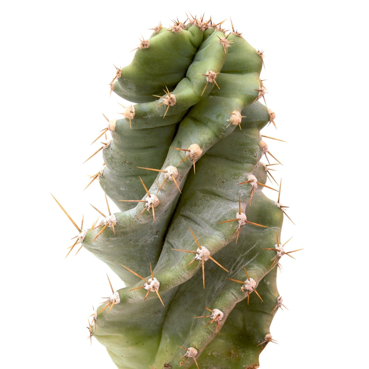 Spiral cactus succulent plant