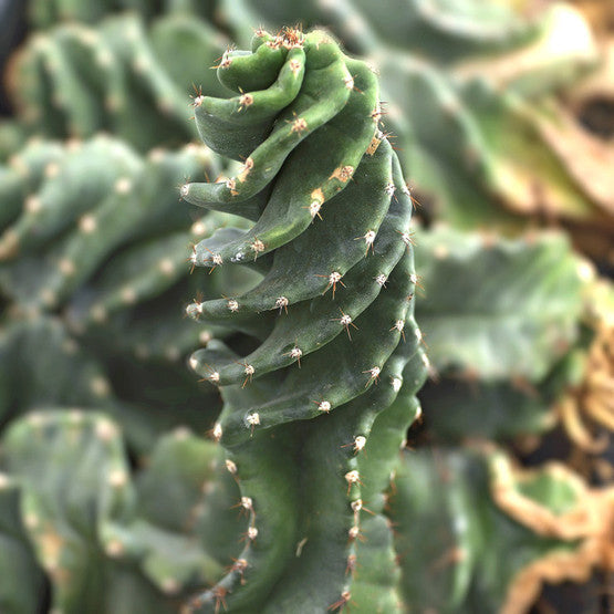 Spiral cactus succulent plant