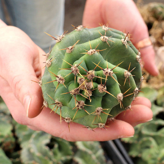 Spiral cactus succulent plant