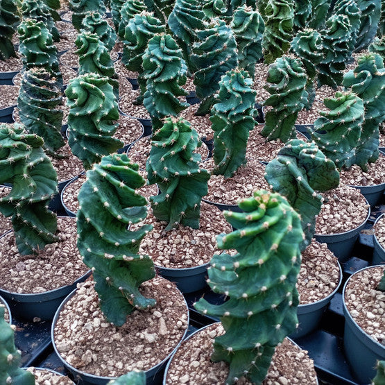 Spiral cactus succulent plant