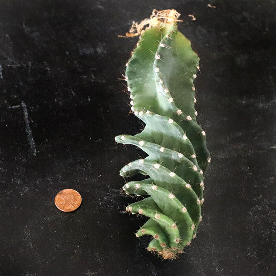 Spiral cactus succulent plant