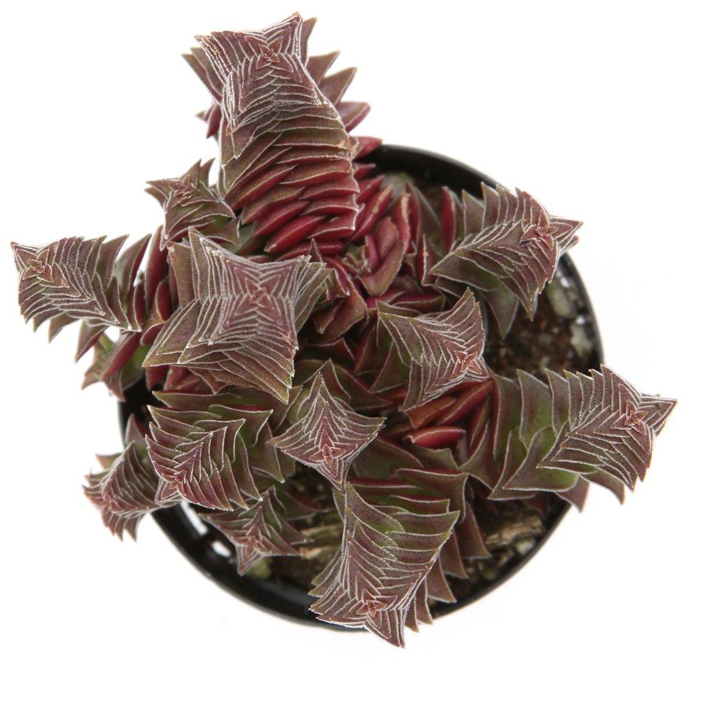 Qingsuolong Hongta Village Succulent Plants