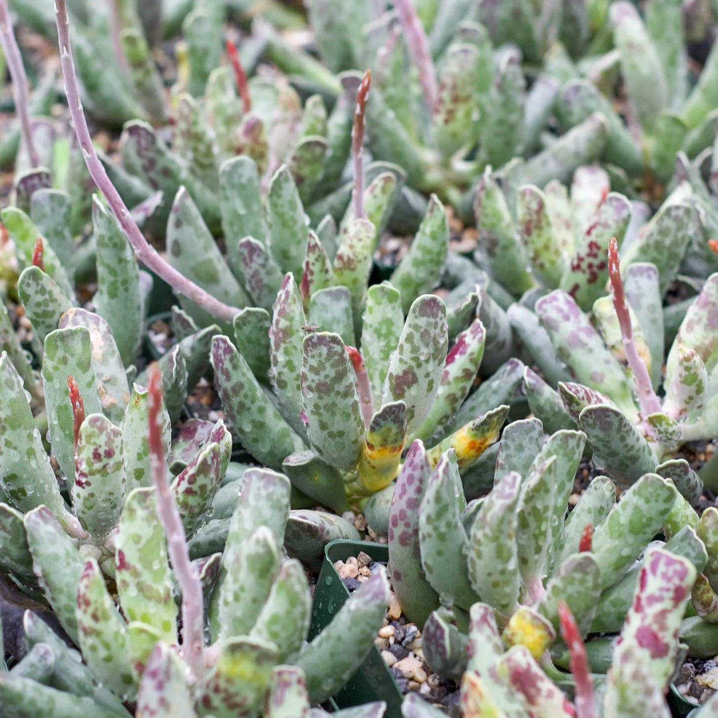 Cooper's beetle succulent