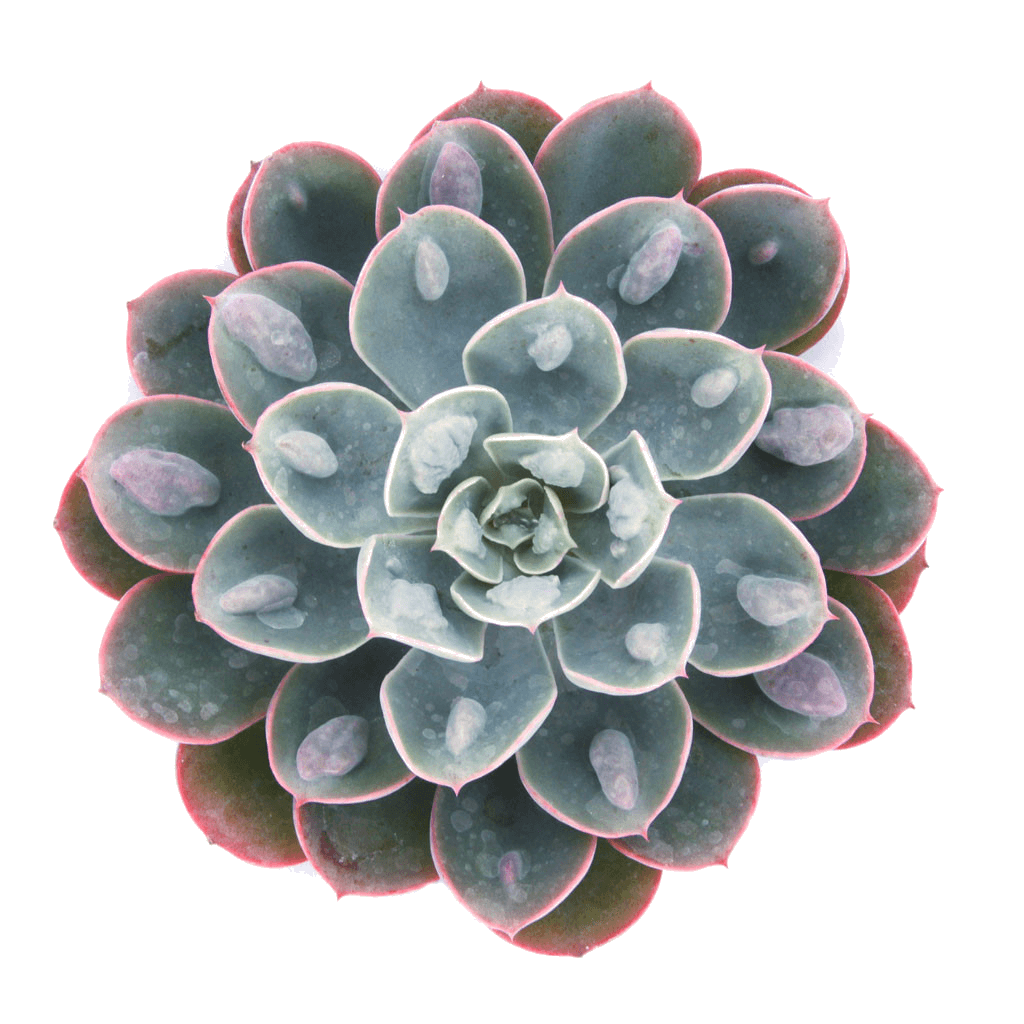 Raindrop Stone Lotus Succulent Plant
