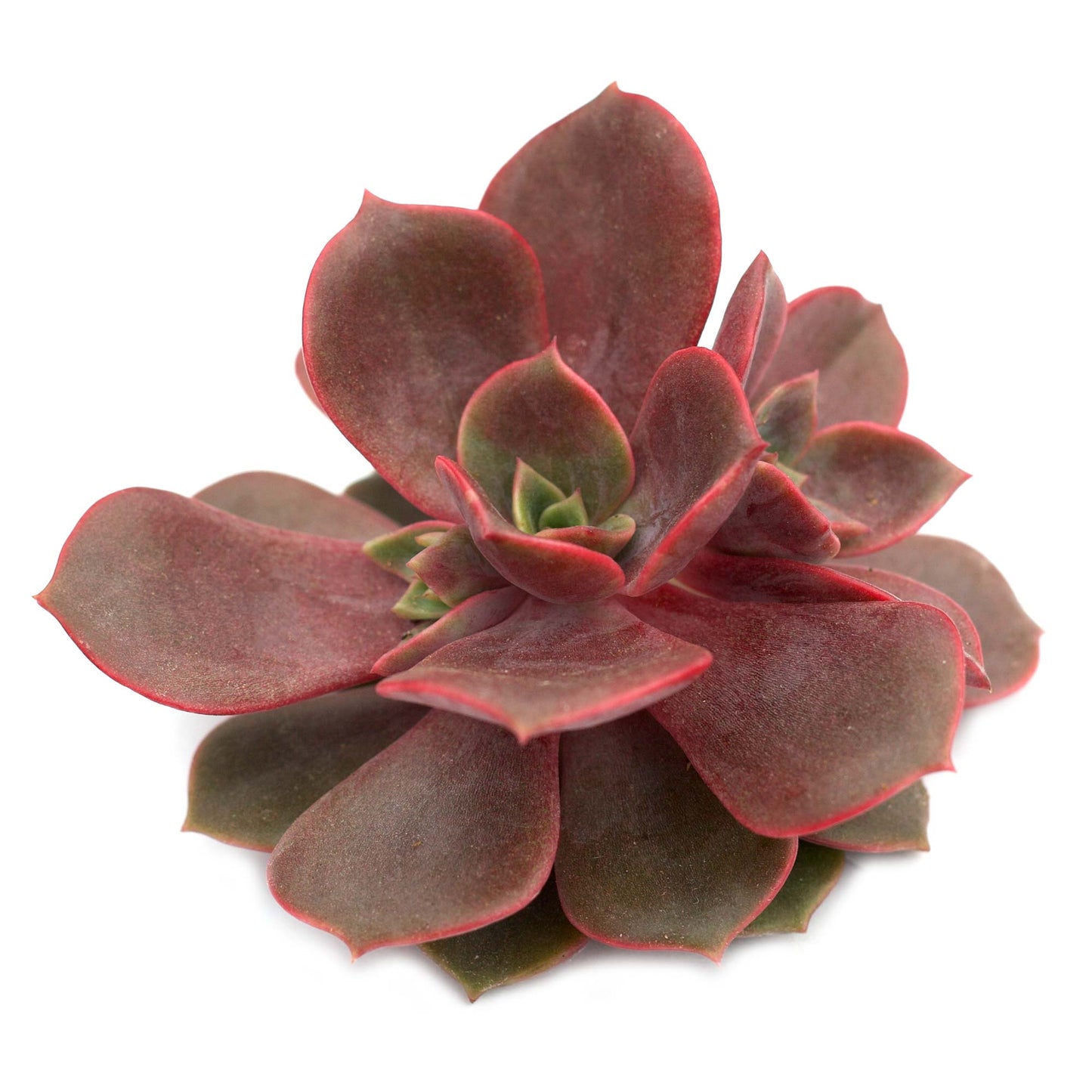 Vampire Red Ball Succulent Plant