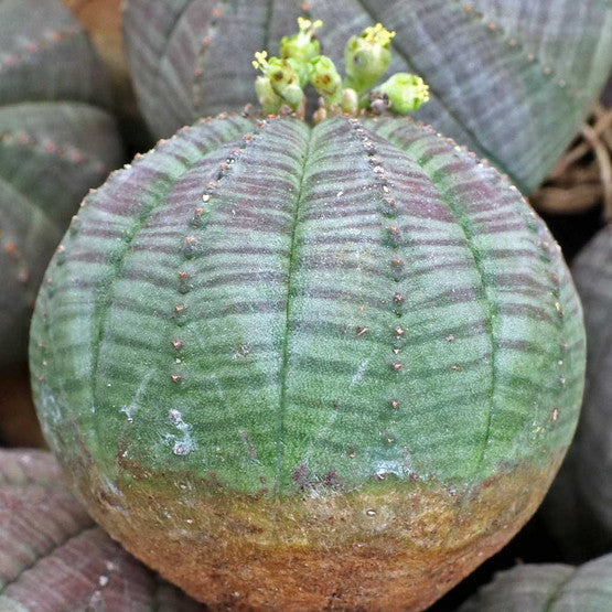Baseball Plant Succulents