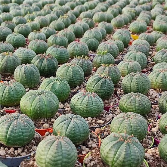 Baseball Plant Succulents