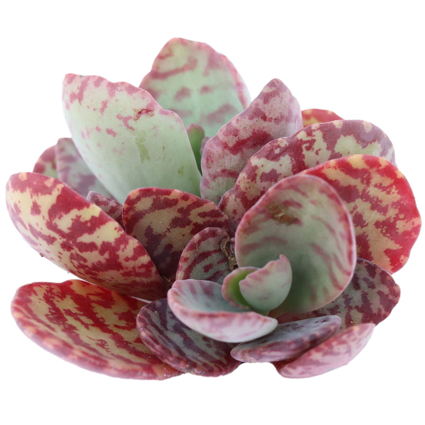 Dwarf longevity flower