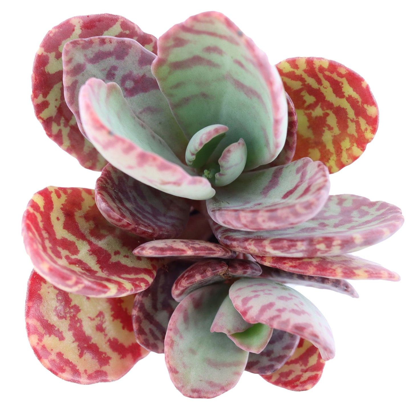 Dwarf longevity flower