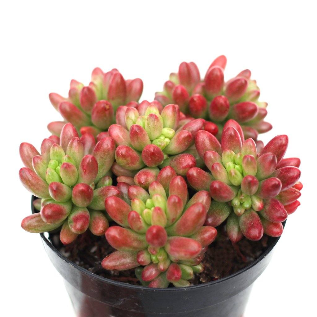 Sedum rubrotinctum