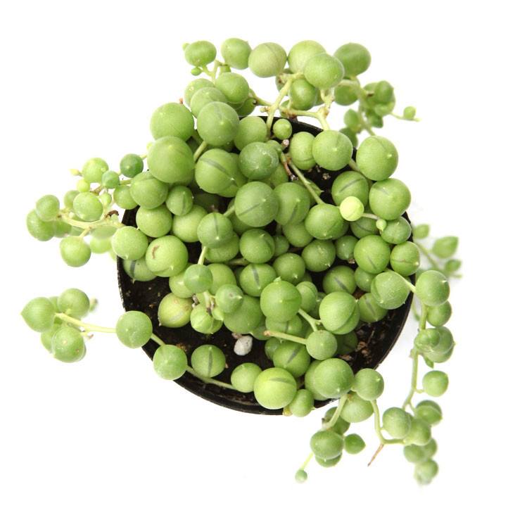 String of Pearls
