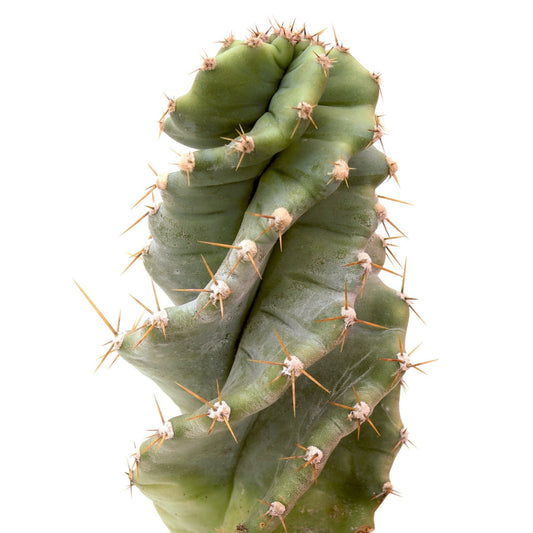 Spiral cactus succulent plant