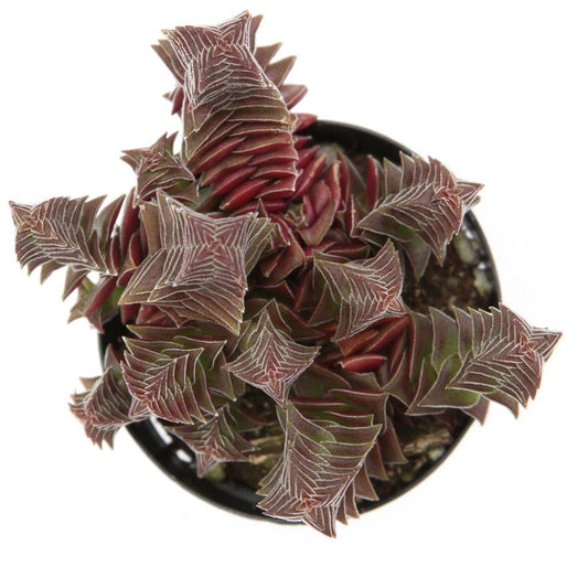 Qingsuolong Hongta Village Succulent Plants