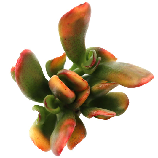 Alien fingers of variegated jade tree