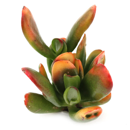 Alien fingers of variegated jade tree