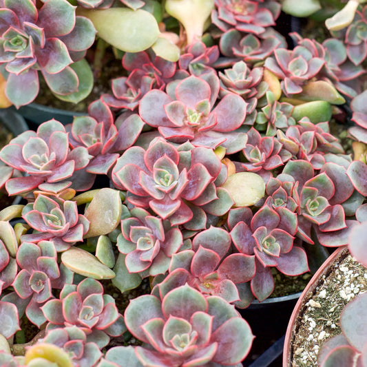 Vampire Red Ball  Succulent Plant