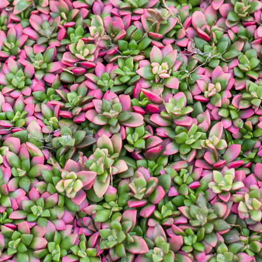 Variegated golden flower succulent plant