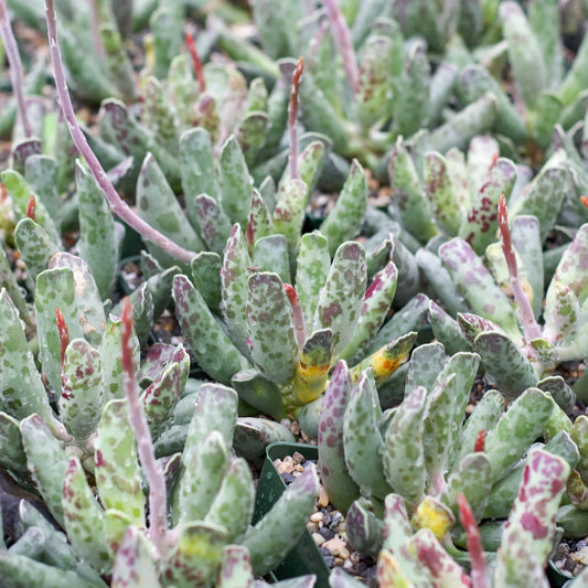 Cooper's beetle succulent
