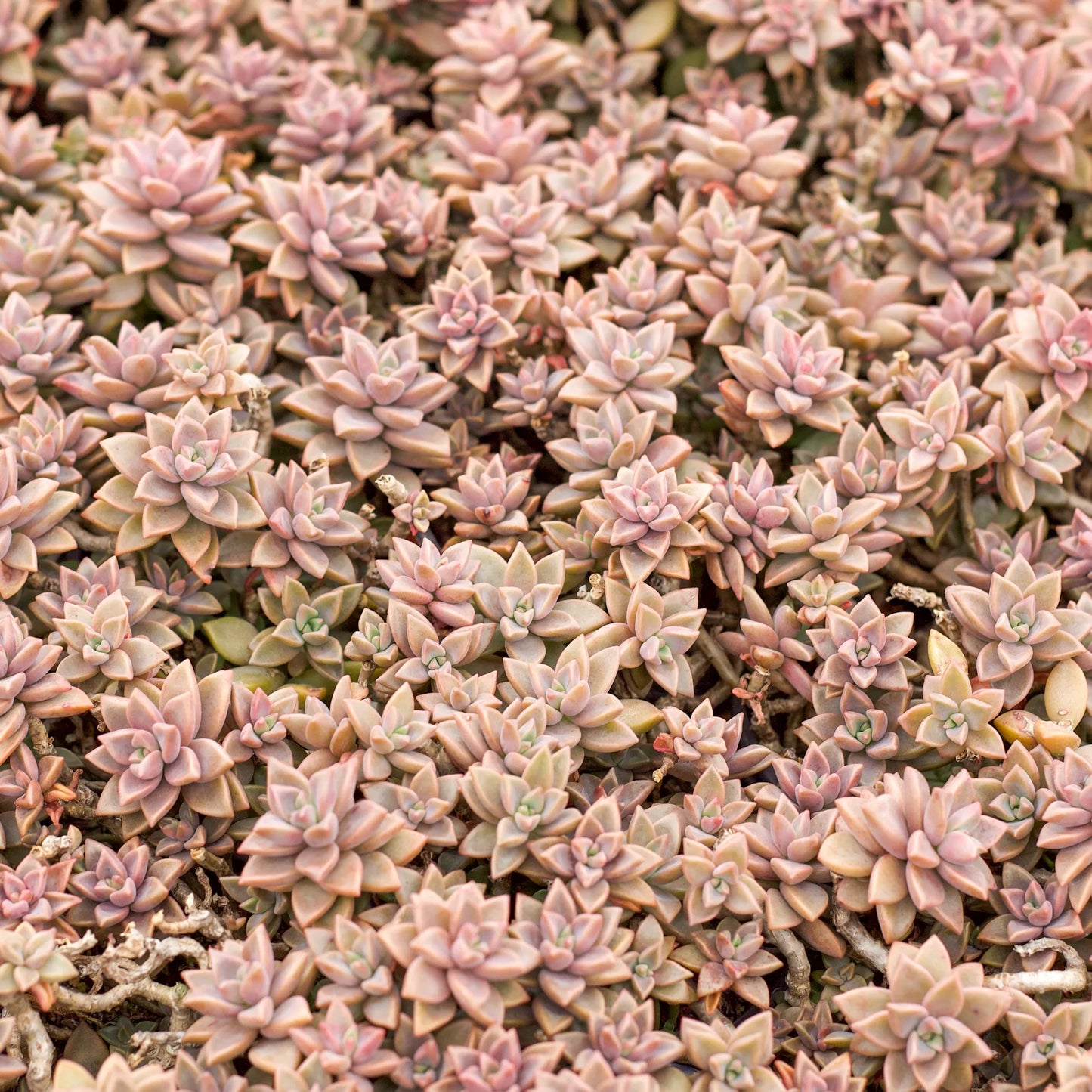 Hybrid Succulents