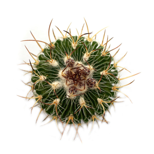 Brain Cactus