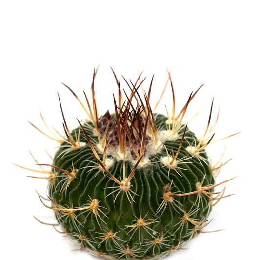Brain Cactus