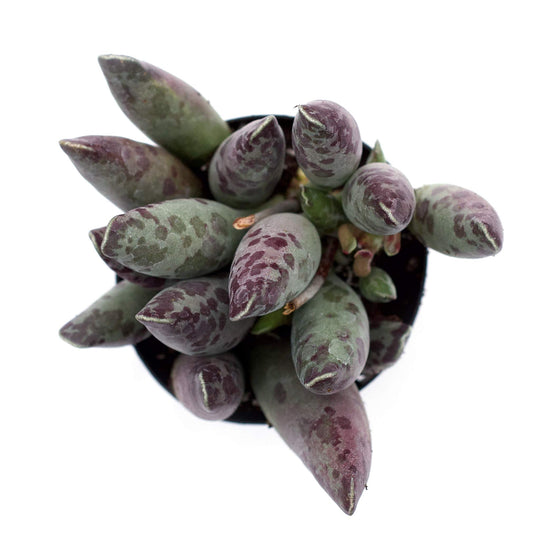 Cooper's beetle succulent