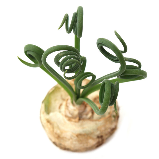 Spiral flower bulb succulent