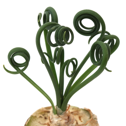Spiral flower bulb succulent