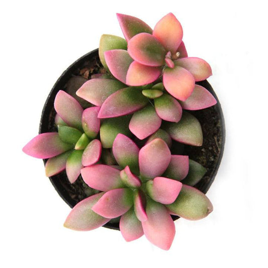Variegated golden flower succulent plant