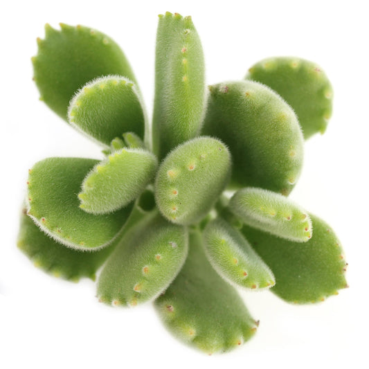 Succulent Bear Paw Plant