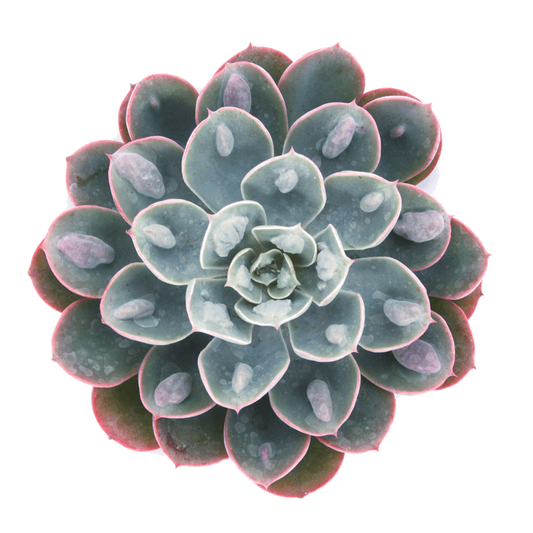 Raindrop Stone Lotus Succulent Plant
