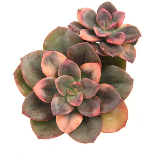 Gradient succulent plants