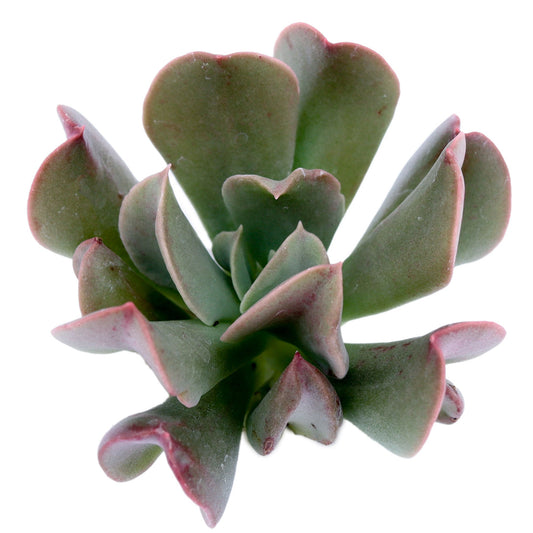 Fascinating succulents