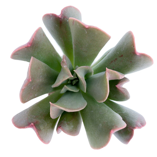Fascinating succulents