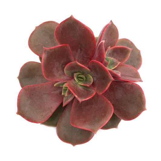 Vampire Red Ball  Succulent Plant