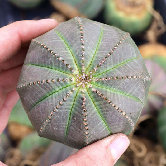 Baseball Plant Succulents