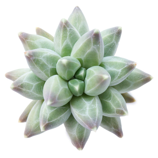 Pachyphytum compactum