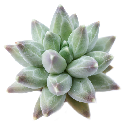 Pachyphytum compactum