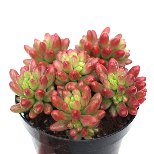 Sedum rubrotinctum