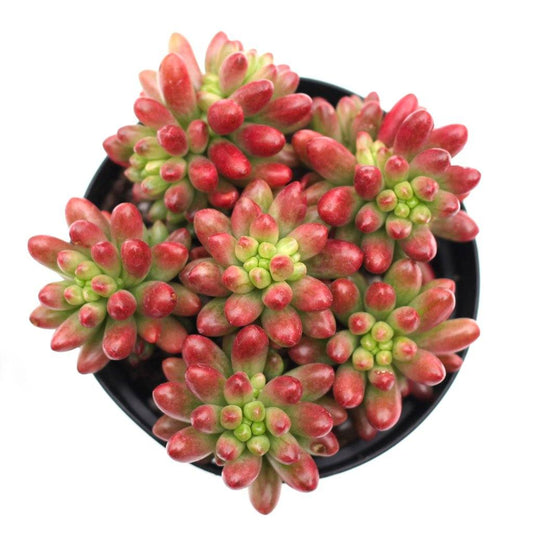 Sedum rubrotinctum