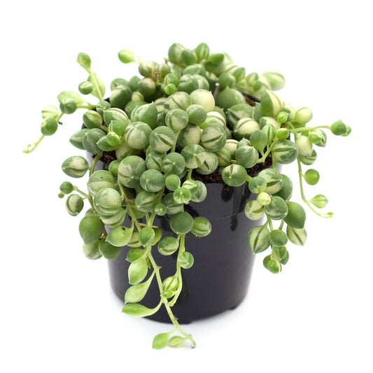 Variegated String of Pearls
