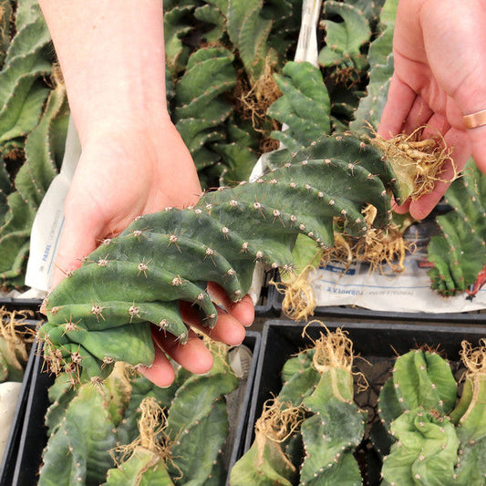 Spiral cactus succulent plant