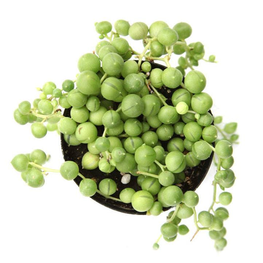 String of Pearls