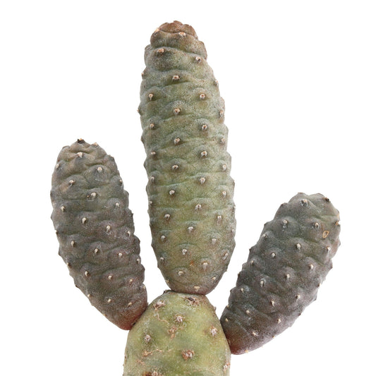 Pine Cone Cactus