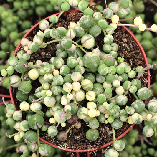 Variegated String of Pearls